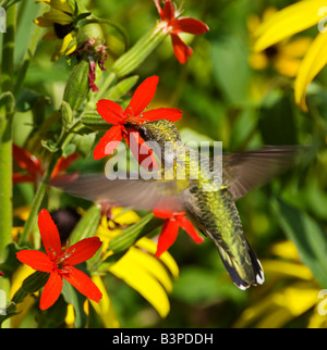 Ein Rubin-throated Kolibri ernährt sich von Royal Leimkraut (Silene Regia) Pflanze. Stockfoto