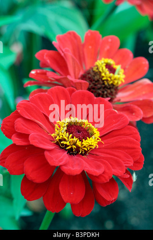 ORANGE ZINNIA ELEGANS BLUME, NAHAUFNAHME Stockfoto