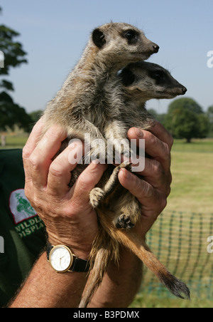 zwei junge Erdmännchen statt Stockfoto