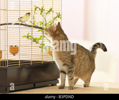 Katze auf der Kanarischen Käfig / Stockfoto