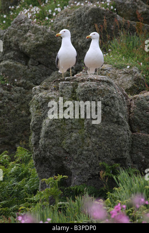 Zwei Möwen sitzen auf einem Felsen auf Skomer Island Stockfoto