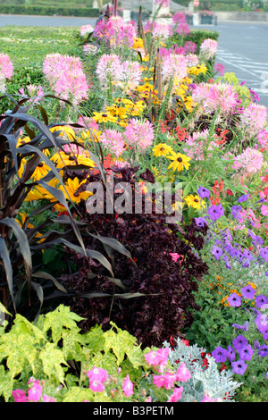 STÄDTISCHE ANNEHMLICHKEIT ANPFLANZUNGEN IN LOCHES INDRE ET LOIRE 37 MIT CLEOME HASSLERIANA RUDBECKIA HIRTA PETUNIEN FRAMEWORKS UND LAMPENPUTZERGRAS Stockfoto