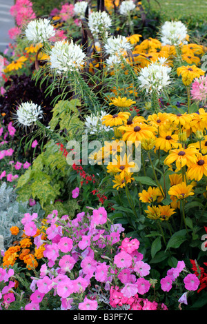 STÄDTISCHE ANNEHMLICHKEIT ANPFLANZUNGEN IN LOCHES INDRE ET LOIRE 37 MIT CLEOME HASSLERIANA RUDBECKIA HIRTA PETUNIEN FRAMEWORKS UND LAMPENPUTZERGRAS Stockfoto