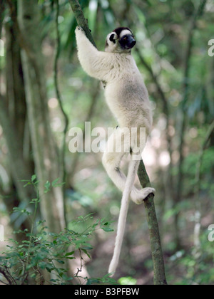 Madagaskar, Ranohira, A weiße Lemur, Verreaux Sifaka (Propithecus Verreauxi Verreauxi), in der Schlucht des Makis, Isalo Nationa Stockfoto