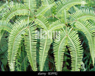 Madagaskar, Southern Highlands, Ranomafana. Farne wachsen im Regenwald von der Ranomafana National Park.Ranomafana bedeutet "heißes Wasser" in der madagassischen Sprache. Während der französischen Kolonialzeit kam Besucher Ranomafana für die Gewässer und nicht auf Lemuren im Regenwald zu sehen! Ranomafana kam zur Aufmerksamkeit der Welt im Jahr 1986, als die goldenen Bambus Lemur entdeckt wurde. Der Park wurde 1991 gegründet. Stockfoto