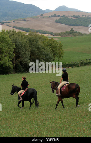Pferdetrekking, Azienda il Cerretale, Loc. Casa del Corto, Piancastagnaio, Monte Amiata (senesische Seite) und Umgebung, Toskana, Italien Stockfoto