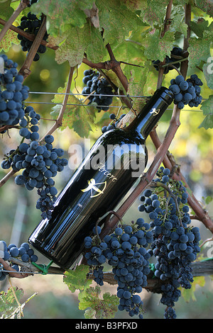 Orcia DOC Wein, Poggio al Vento Bauernhof, Castiglione d ' Orcia, Monte Amiata (senesische Seite) Bereich, Toskana, Italien Stockfoto