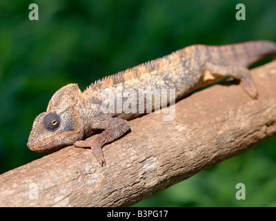 Norden von Madagaskar, Mahavanona. Ein männlicher Chamäleon (Furcifer Oustaleti) fügt sich in seiner Umgebung wie es wartet fangen Insekten mit seiner extrem langen, High-Speed-Zunge. Madagaskar ist Synonym für diese herrlichen alten Welt Reptilien. Zwei Drittel aller bekannten Arten sind auf der Insel, die viertgrößte der Welt heimisch. Ein Chamäleon Fähigkeit, ändern ihre Farbe und ihre Augen 180 Grad schwenkbar macht es ein Reptil erhebliche Faszination. Madagassen verweist nur auf ein Chamäleon mit einem Knöchel. Wenn sie versehentlich einen ausgestreckten Finger verwenden, müssen sie es danach Schlag auf Stockfoto