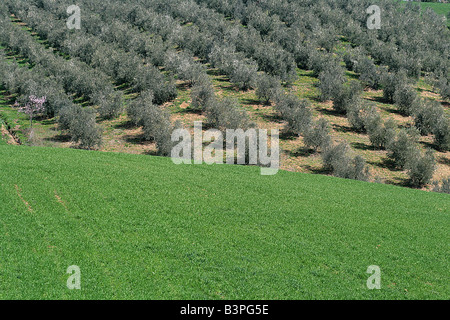 Landschaft, Localit Montecucco, Cinigiano, Monte Amiata Gebiet, Toskana, Italien Stockfoto