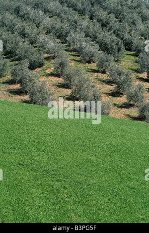 Landschaft, Localit Montecucco, Cinigiano, Monte Amiata Gebiet, Toskana, Italien Stockfoto