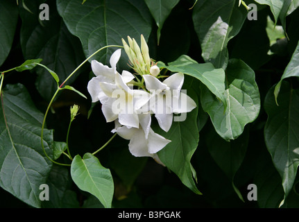 Chilenischer Jasmin, Mandevilla Laxa, Lobelia, Argentinien, Südamerika Stockfoto