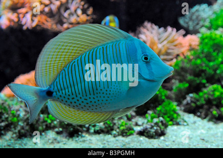 Red Sea Segelkärpflinge Tang oder Desjardin des Sailfin Tang (Zebrasoma Desjardinii) Stockfoto