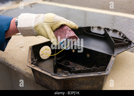 Ein Kammerjäger stattet eine Rattenfalle mit Rattengift, Deutschland, Europa Stockfoto