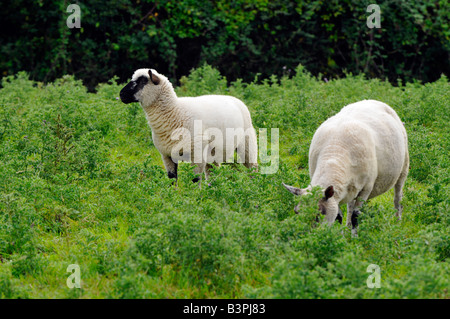 Zwei alte englische Rasse gezüchtet Schafe Mutterschafe Widder, Lämmer wooly Beweidung auf eine Rasenfläche Weidewirtschaft Landwirtschaft zuchtrinder Feeds Stockfoto