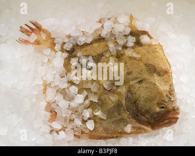 Turbot Fisch auf einem Bett aus Eis Stockfoto