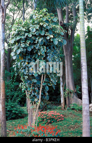 Philodendron SP auf einem Baum. Stockfoto