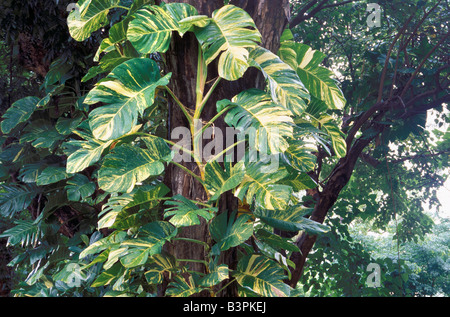 Philodendron SP auf einem Baum. Stockfoto