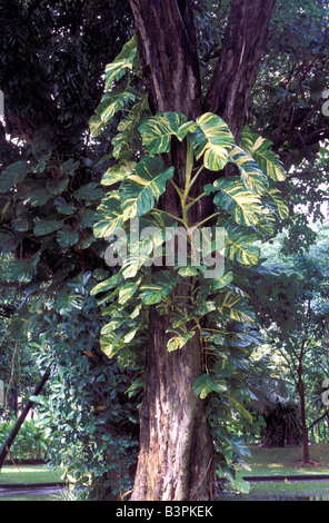 Philodendron SP auf einem Baum. Stockfoto