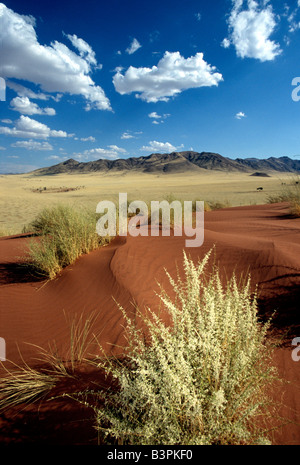 Sanddünen, Tok Tokkie Trail, NamibRand Nature Reserve, Namibia, Afrika Stockfoto