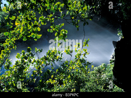 Wasserfällen werfen am Wald, Anse des Cascades, Reunion Island, Indischer Ozean, Afrika Stockfoto