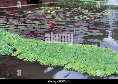 Jardin de L'Etat Botanischer Garten, Saint-Denis, Reunion Island, Indischer Ozean, Afrika Stockfoto