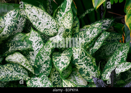 Dieffenbachia Seguine "Exotica" Stockfoto