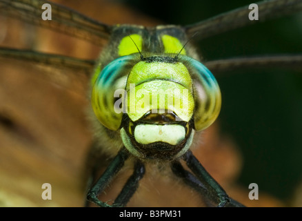 Libelle südlichen Hawker Aeshna Cyanea. Am Stamm des Baumes im Wald. Stockfoto