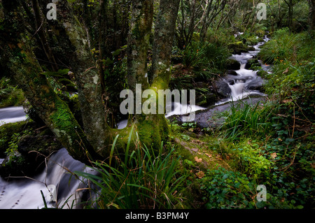 Einem schnell fließenden Bach durch später Tal in Cornwall. Stockfoto