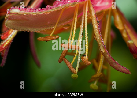 Gemeinsamen Geißblatt Stockfoto