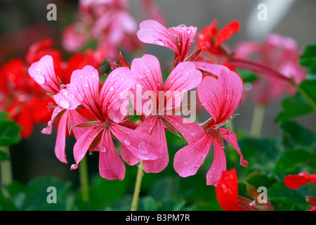 Pelargonium Peltatum "Ville de Paris Stockfotografie Alamy