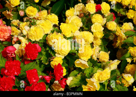 Begonia X tuberhybrida "Non-Stop" Stockfoto