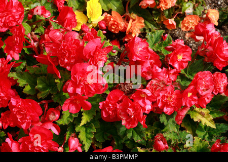 Begonia X tuberhybrida "Non-Stop" Stockfoto