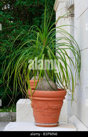 Beaucarnea recurvata Stockfoto