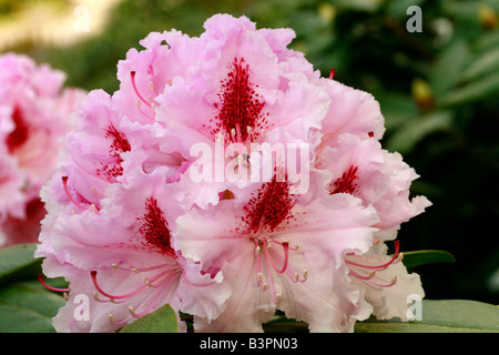 Rhododendron "Furnivall Tochter" Stockfoto