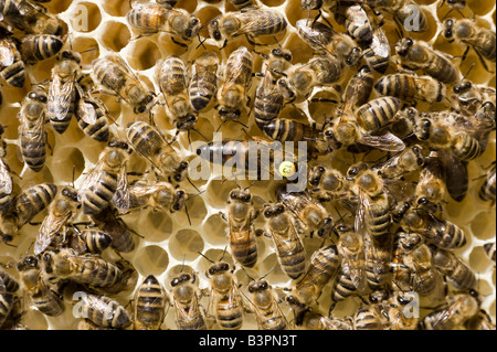 Bienen (Apis Melifera Carnica) in einem Bienenstock, die Königin wird mit einer Zahl markiert Stockfoto