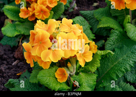 Primula X polyantha "Rhytmus" Stockfoto