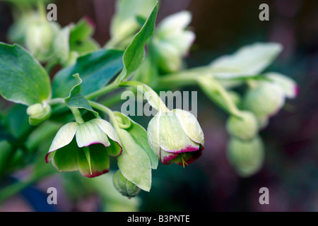 Helleborus foetidus Stockfoto