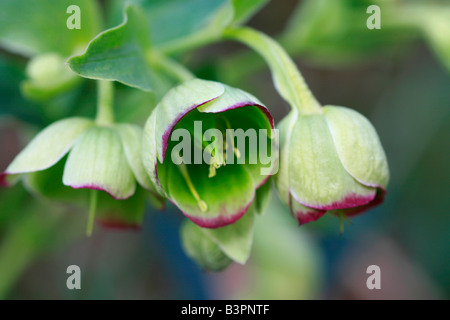 Helleborus foetidus Stockfoto