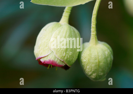 Helleborus foetidus Stockfoto