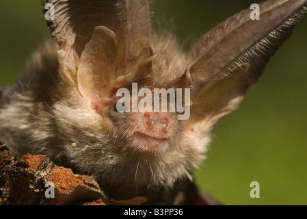 Langohrfledermäuse Auritus braun langohrige Fledermaus Braunes Langohr Stockfoto