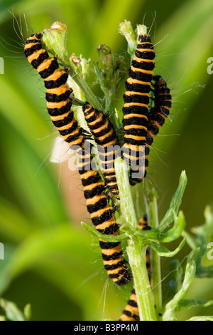 Zinnober Moth (Tyria Jacobaeae), Raupen, die Larven, Motte, spannte Tiger Moth (Arctiidae), auf einer halb gegessen Kreuzkraut-Pflanze (Se Stockfoto