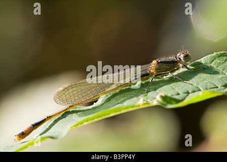 Blau-tailed Damselfly (Ischnura Elegans), entstanden neu Stockfoto