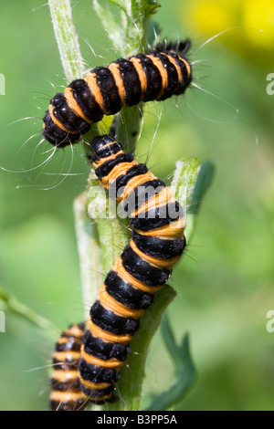 Zinnober Moth (Tyria Jacobaeae), Raupen, die Larven, Motte, spannte Tiger Moth (Arctiidae), auf einer halb gegessen Kreuzkraut-Pflanze (Se Stockfoto