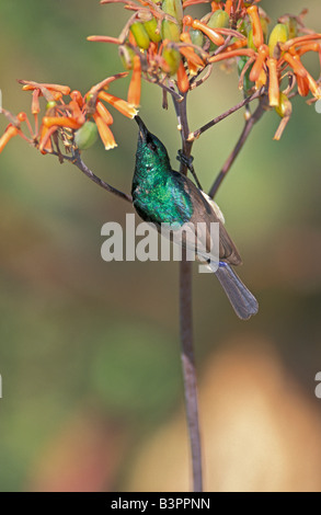 Größere Doppel-Kragen Sunbird (Nectarinia Afra), Männlich, auf eine Blüte, Fütterung, Südafrika Stockfoto