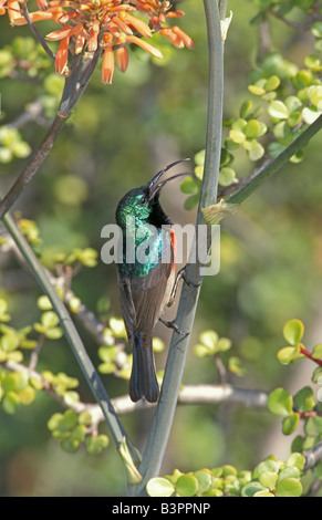 Größere Doppel-Kragen Sunbird (Nectarinia Afra), Männlich, singen, Südafrika Stockfoto