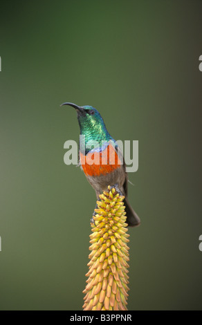 Größere Doppel-Kragen Sunbird (Nectarinia Afra), Männlich, auf eine Blüte, Südafrika Stockfoto