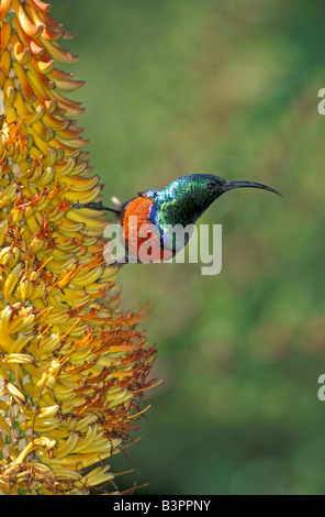 Größere Doppel-Kragen Sunbird (Nectarinia Afra), Männlich, auf eine Blüte, Südafrika Stockfoto