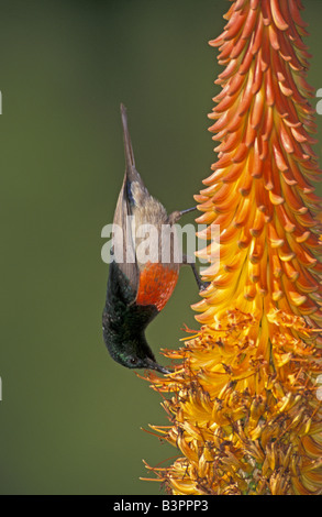 Größere Doppel-Kragen Sunbird (Nectarinia Afra), Männlich, auf eine Blüte, Südafrika Stockfoto