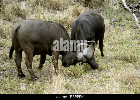 Zwei afrikanische Büffel oder Cape-Büffel (Syncerus Caffer), Erwachsene, kämpfen, Sabi Sand Game Reserve, Südafrika Stockfoto