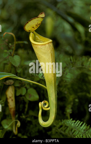 Tropische Kannenpflanze (Nepenthes Madagascariensis), Blüte, Madagaskar Stockfoto